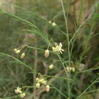 Asparagus officinalis L.